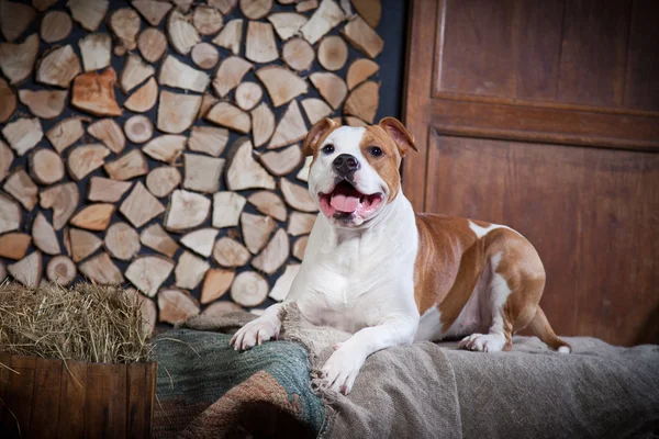 American staffordshire terrier —  Fotos de Stock