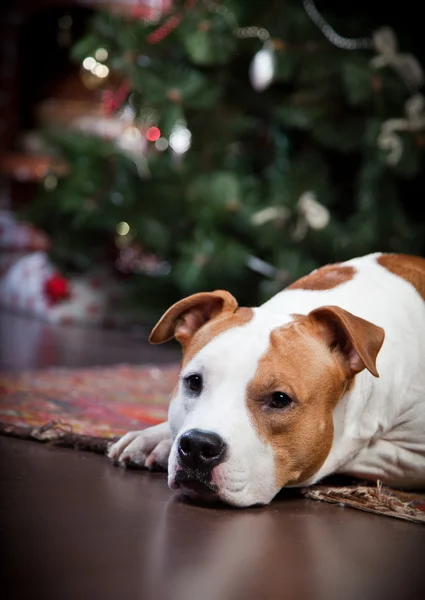 Amerikai staffordshire terrier — Stock Fotó