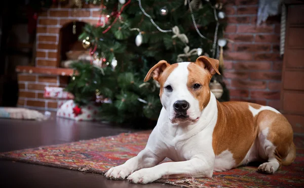 Amerikaanse staffordshire Terriër — Stockfoto