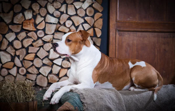 Terrier américain du Staffordshire — Photo