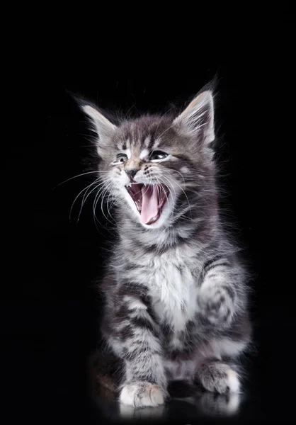 Maine coon gato sobre un fondo de color —  Fotos de Stock