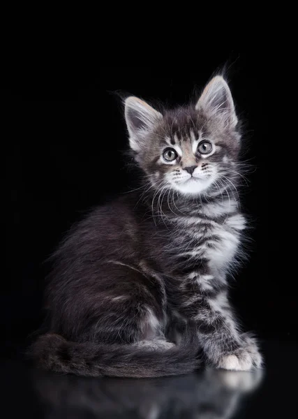 Maine coon cat em um fundo colorido — Fotografia de Stock