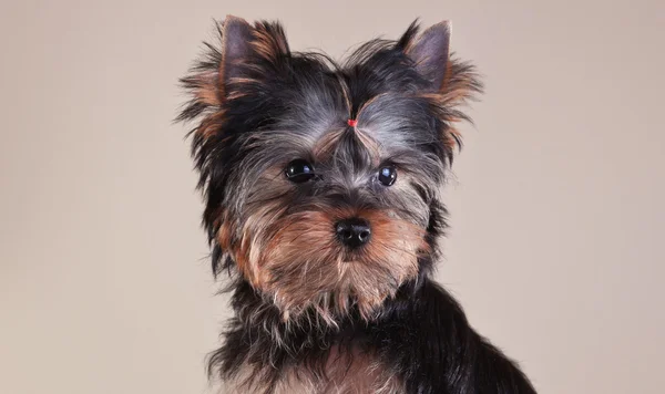 Yorkshire chiot terrier — Photo