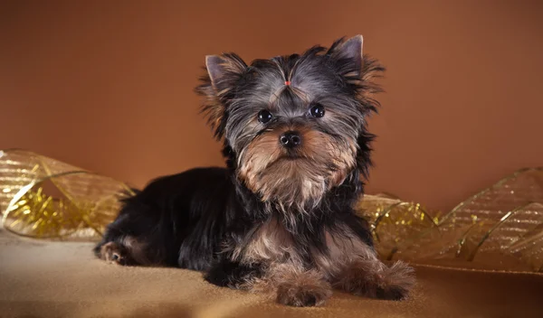 Yorkshire Terrier puppy — Stock Photo, Image