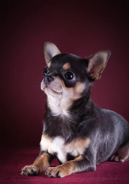 Chihuahua cão, em um fundo de cor — Fotografia de Stock