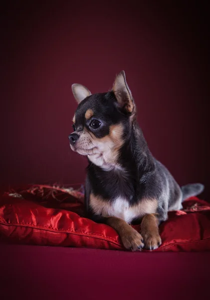 Pes Chihuahua, na barvu pozadí — Stock fotografie