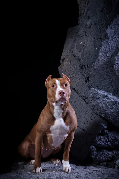 Αμερικανικό terrier staffordshire — Φωτογραφία Αρχείου