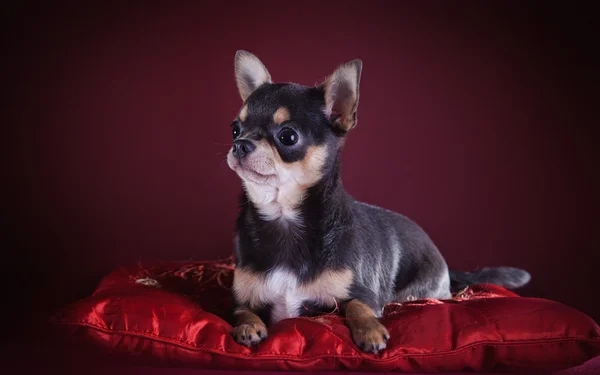 Chihuahua dog, puppy on a color background — Stock Photo, Image