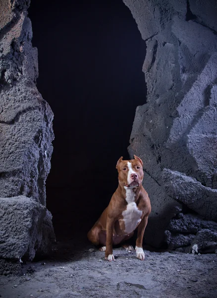 Pies rasy amerykański pit bull terrier — Zdjęcie stockowe