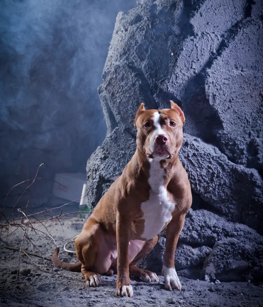 Pies rasy amerykański pit bull terrier — Zdjęcie stockowe