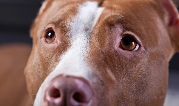 Hunderasse amerikanischer Pitbull Terrier — Stockfoto