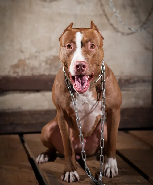 Pies rasy amerykański pit bull terrier — Zdjęcie stockowe