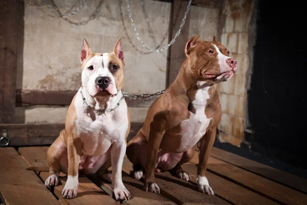 Pies rasy amerykański pit bull terrier — Zdjęcie stockowe