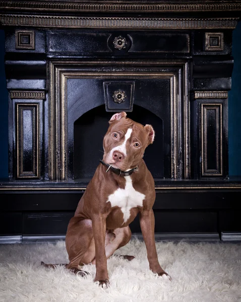 Cane razza American Pit Bull Terrier — Foto Stock