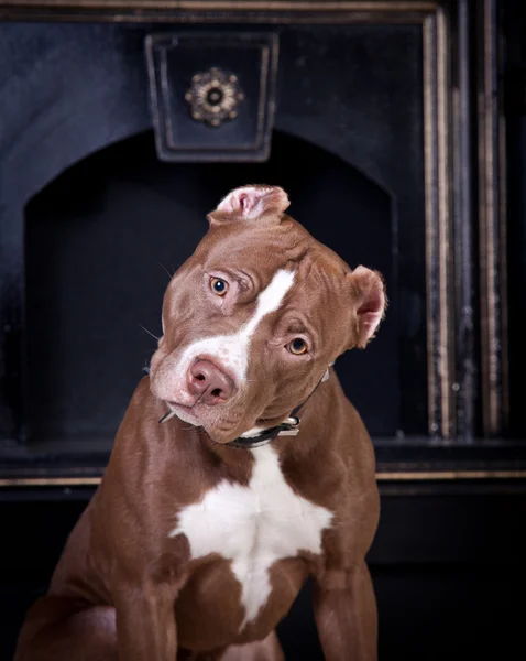 Dog breed American Pit Bull Terrier — Stock Photo, Image