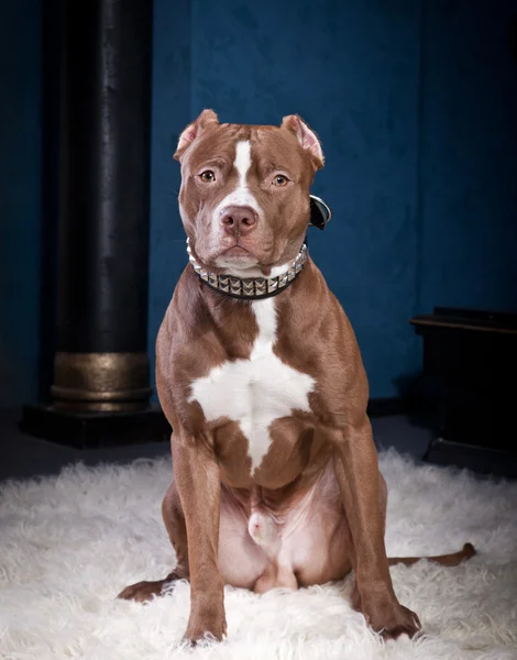 Dog breed American Pit Bull Terrier — Stock Photo, Image