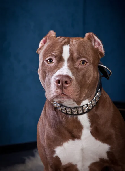 Pies rasy amerykański pit bull terrier — Zdjęcie stockowe