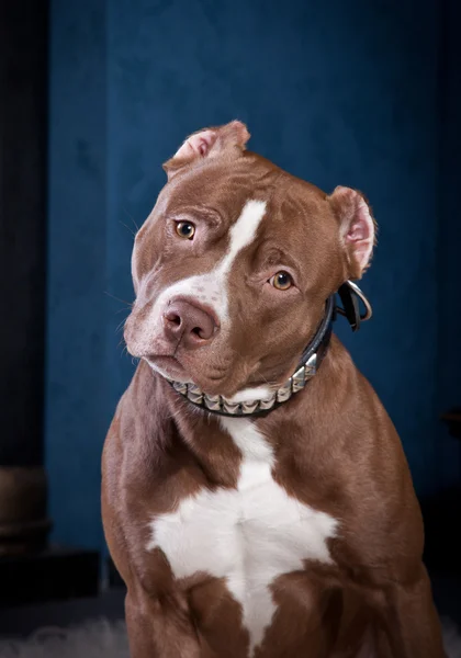 Pies rasy amerykański pit bull terrier — Zdjęcie stockowe