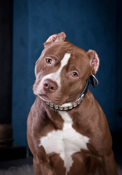 Hund rasen Amerikansk pitbullterrier — Stockfoto