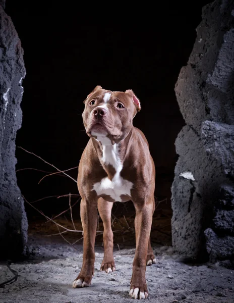 Σκυλί φυλή Αμερικανός pit ταύρος τρομερός — Φωτογραφία Αρχείου