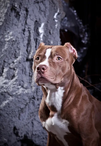 犬の品種アメリカのピット ・ ブルテリア — ストック写真