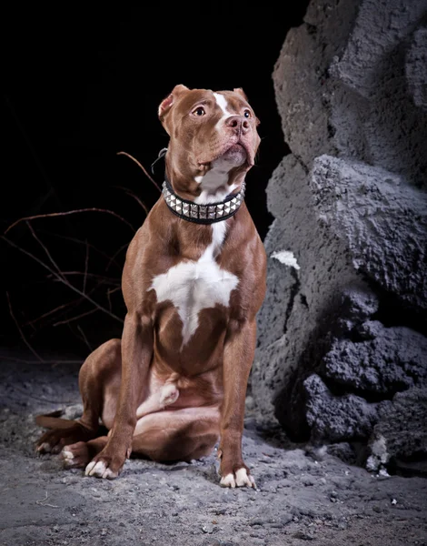 Собака породи американський Піт-бультер'єр — стокове фото