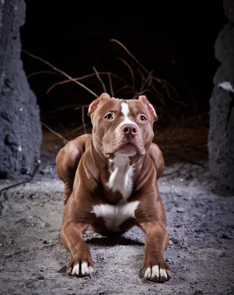 Αμερικανικό terrier staffordshire — Φωτογραφία Αρχείου