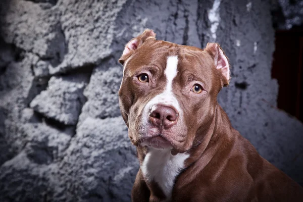 Amerikai staffordshire terrier — Stock Fotó