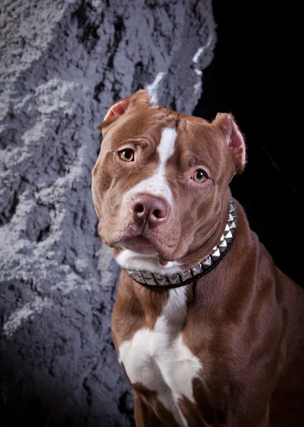 American staffordshire terrier — Zdjęcie stockowe