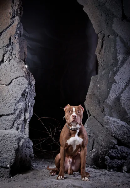 Αμερικανικό terrier staffordshire — Φωτογραφία Αρχείου