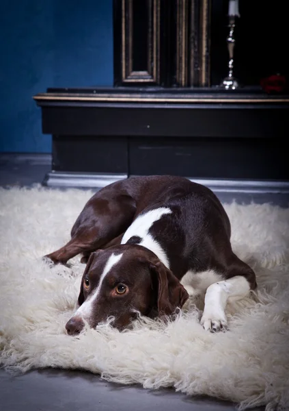 Raça cão — Fotografia de Stock