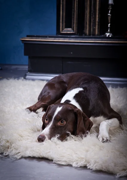 Breed dog — Stock Photo, Image