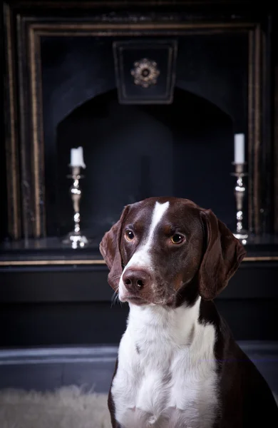 Breed dog — Fotografie, imagine de stoc