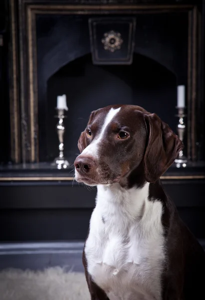 Raça cão — Fotografia de Stock