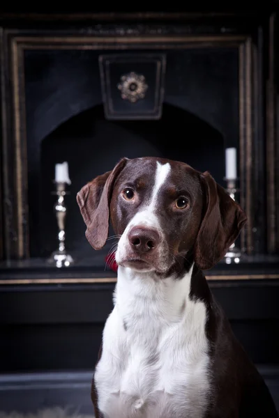 Raça cão — Fotografia de Stock