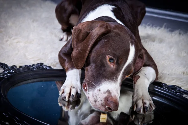 สุนัขพันธุ์ — ภาพถ่ายสต็อก