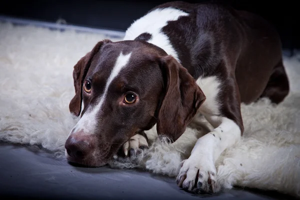 Raça cão — Fotografia de Stock