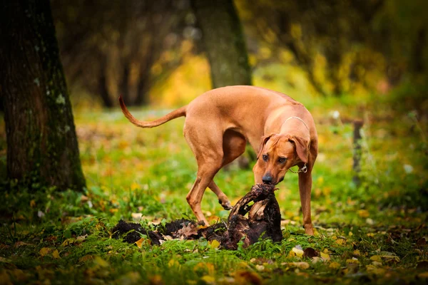 Hund rasen rhodesian ridgeback — Stockfoto