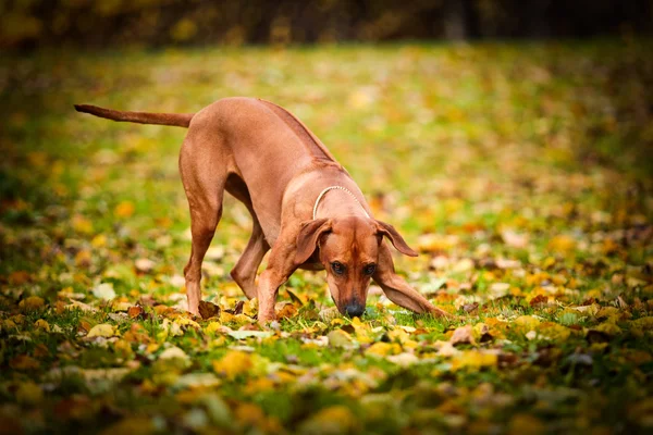 Raza de perro rhodesian ridgeback —  Fotos de Stock