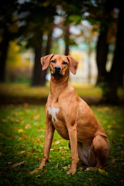 Dog breed Rhodesian Ridgeback — Stock Photo, Image