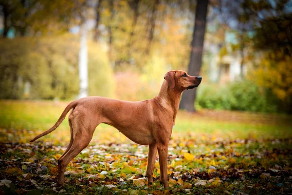 Hund rasen rhodesian ridgeback — Stockfoto