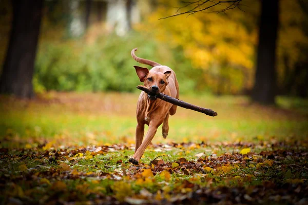 Otoño perro crianza Rhodesian Ridgeback — Foto de Stock