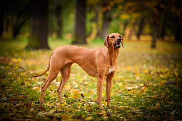 Herfst hondenras Rhodesian Ridgeback — Stockfoto