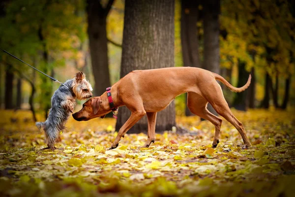 Hösten hund rasen Rhodesian Ridgeback — Stockfoto