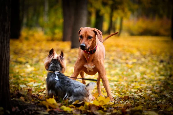 秋の犬ローデシアン ・ リッジバック — ストック写真