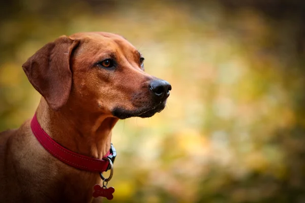 Outono cão raça Rhodesian Ridgeback — Fotografia de Stock