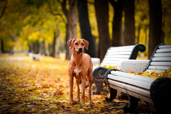 Jesienna Wystawa psów rasy Rhodesian Ridgeback — Zdjęcie stockowe