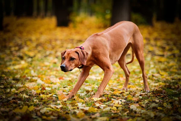 Sonbahar köpek doğurmak Rodezya Ridgeback — Stok fotoğraf