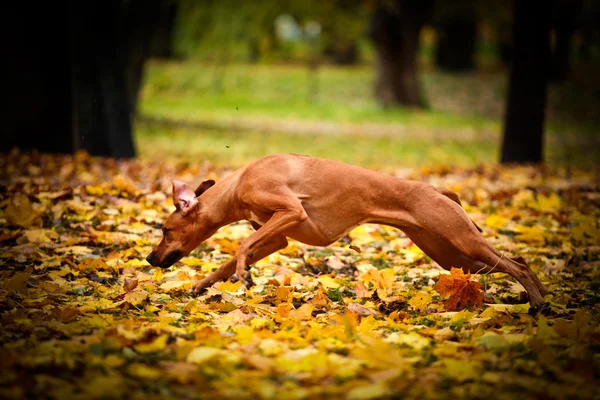 가 개 품종 Rhodesian Ridgeback — 스톡 사진