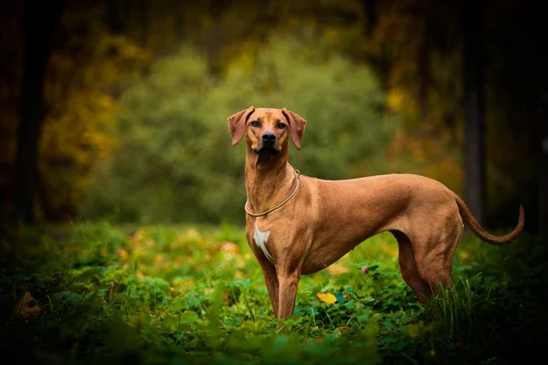 Otoño perro crianza Rhodesian Ridgeback —  Fotos de Stock